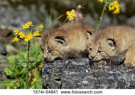 Canada Lynx cubs on a rock (Lynx canadensis) View Large Photo Image Stock Image - Canada Lynx cubs on a rock (Lynx canadensis). Fotosearch