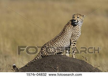 Cheetah sitting on a rock (Acinonyx jubatus) View Large Photo Image Stock Image - Cheetah sitting on a rock (Acinonyx jubatus). Fotosearch