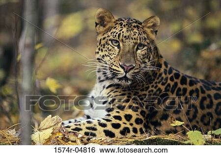 Close-up of a Amur Leopard (Panthera Pardus Orientalis) View Large Photo Image Stock Photograph - Close-up of a Amur Leopard (Panthera Pardus Orientalis). Fotosearch