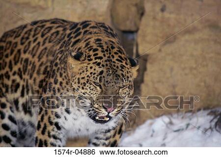 Stock Photograph - Close-up of a Amur Leopard (Panthera Pardus Orientalis). Fotosearch