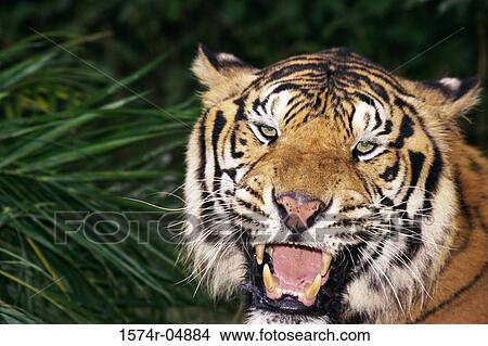 Close-up of a Bengal Tiger (Panthera tigris) View Large Photo Image Picture - Close-up of a Bengal Tiger (Panthera tigris). Fotosearch