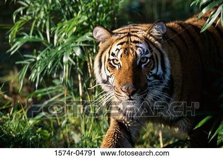 Close-up of a Bengal Tiger (Panthera tigris) View Large Photo Image Stock Image - Close-up of a Bengal Tiger (Panthera tigris). Fotosearch
