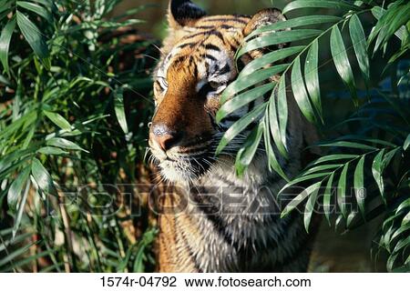 Close-up of a Bengal Tiger ((Panthera tigris) View Large Photo Image Stock Image - Close-up of a Bengal Tiger ((Panthera tigris). Fotosearch