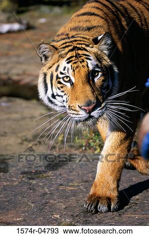 Close-up of a Bengal Tiger (Panthera tigris) View Large Photo Image Stock Image - Close-up of a Bengal Tiger (Panthera tigris). Fotosearch