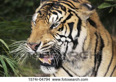 Picture - Close-up of a Bengal Tiger snarling (Panthera tigris). Fotosearch