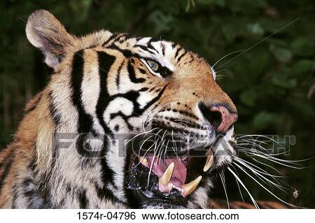 Stock Photograph - Close-up of a Bengal Tiger snarling (Panthera tigris). Fotosearch