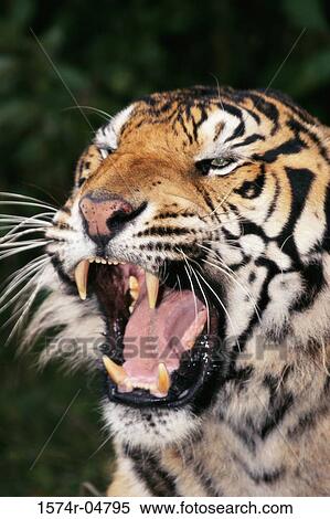 Close-up of a Bengal Tiger snarling (Panthera tigris) View Large Photo Image Stock Photography - Close-up of a Bengal Tiger snarling (Panthera tigris). Fotosearch