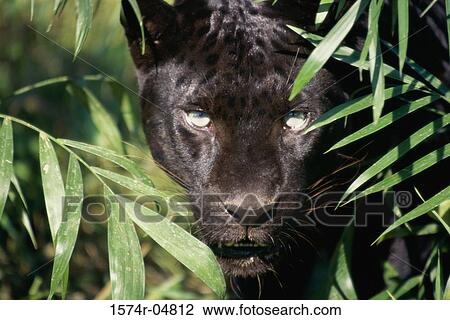 Close-up of a Black Leopard (Panthera pardus) View Large Photo Image Stock Image - Close-up of a Black Leopard (Panthera pardus). Fotosearch