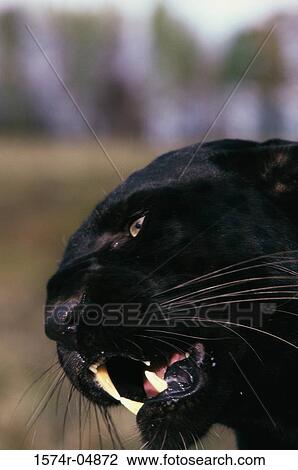 Close-up of a Black Leopard (Panthera pardus) View Large Photo Image Stock Image - Close-up of a Black Leopard (Panthera pardus). Fotosearch