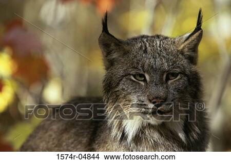 Close-up of a Canada Lynx (Lynx canadensis) View Large Photo Image Picture - Close-up of a Canada Lynx (Lynx canadensis). Fotosearch