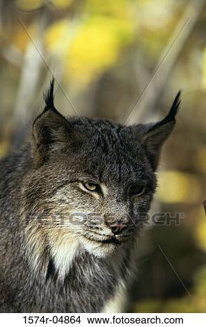 Close-up of a Canada Lynx (Lynx Canadensis) View Large Photo Image Picture - Close-up of a Canada Lynx (Lynx Canadensis). Fotosearch