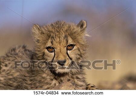 Close-up of a cheetah (Acinonyx jubatus) View Large Photo Image Picture - Close-up of a cheetah (Acinonyx jubatus). Fotosearch