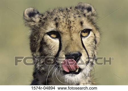 Close-up of a cheetah (Acinonyx jubatus) View Large Photo Image Picture - Close-up of a cheetah (Acinonyx jubatus). Fotosearch