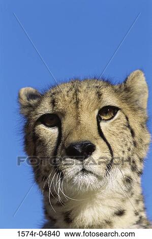 Close-up of a cheetah (Acinonyx jubatus) View Large Photo Image Stock Image - Close-up of a cheetah (Acinonyx jubatus). Fotosearch