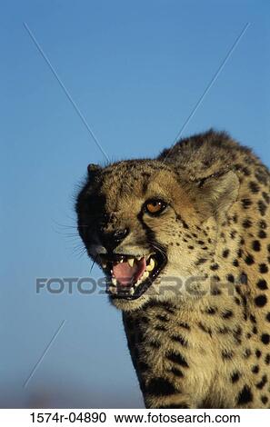 Close-up of a cheetah (Acinonyx jubatus) View Large Photo Image Stock Image - Close-up of a cheetah (Acinonyx jubatus). Fotosearch