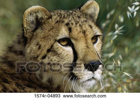 Close-up of a cheetah (Acinonyx jubatus) View Large Photo Image Stock Image - Close-up of a cheetah (Acinonyx jubatus). Fotosearch