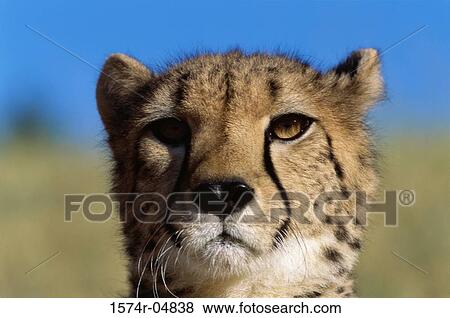 Close-up of a cheetah (Acinonyx jubatus) View Large Photo Image Stock Photo - Close-up of a cheetah (Acinonyx jubatus). Fotosearch