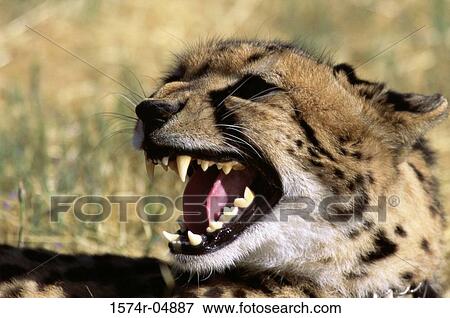 Close-up of a cheetah (Acinonyx jubatus) View Large Photo Image Stock Photo - Close-up of a cheetah (Acinonyx jubatus). Fotosearch