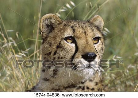 Close-up of a cheetah (Acinonyx jubatus) View Large Photo Image Stock Photograph - Close-up of a cheetah (Acinonyx jubatus). Fotosearch