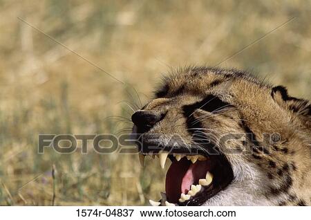 Close-up of a cheetah snarling (Acinonyx jubatus) View Large Photo Image Stock Photo - Close-up of a cheetah snarling (Acinonyx jubatus). Fotosearch