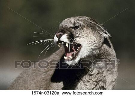 Close-up of a cougar (Felis concolor) View Large Photo Image Stock Image - Close-up of a cougar (Felis concolor). Fotosearch