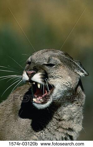 Stock Image - Close-up of a cougar (Felis concolor). Fotosearch