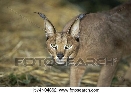 Close-up of a Desert Lynx (Caracal caracal) View Large Photo Image Stock Image - Close-up of a Desert Lynx (Caracal caracal). Fotosearch
