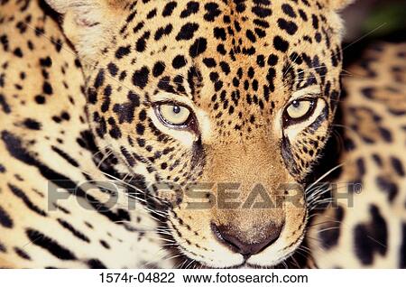 Close-up of a jaguar (Panthera onca) View Large Photo Image Stock Image - Close-up of a jaguar (Panthera onca). Fotosearch