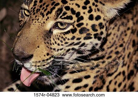 Close-up of a jaguar (Panthera onca) View Large Photo Image Stock Image - Close-up of a jaguar (Panthera onca). Fotosearch