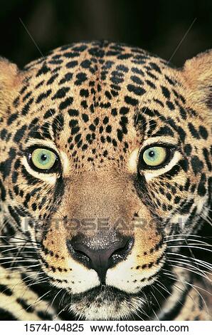 Close-up of a jaguar (Panthera onca) View Large Photo Image Stock Photography - Close-up of a jaguar (Panthera onca). Fotosearch
