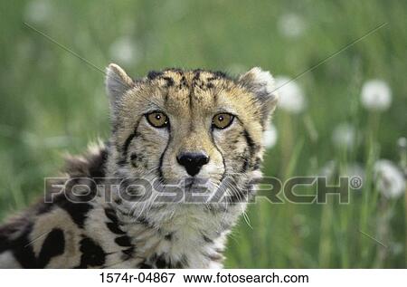 Close-up of a King Cheetah (Acinonyx Jubatus Rex) View Large Photo Image Stock Photo - Close-up of a King Cheetah (Acinonyx Jubatus Rex). Fotosearch