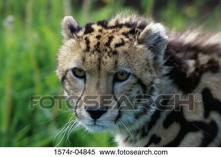 Close-up of a King Cheetah (Acinonyx Jubatus Rex) View Large Photo Image Stock Photography - Close-up of a King Cheetah (Acinonyx Jubatus Rex). Fotosearch