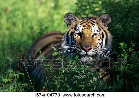 Close-up of a Siberian Tiger in the forest (Panthera tigris altaica) View Large Photo Image Stock Image - Close-up of a Siberian Tiger in the forest (Panthera tigris altaica). Fotosearch