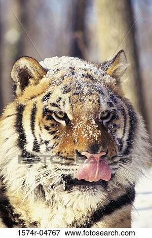 Close-up of a Siberian Tiger (Panthera tigris altaica) View Large Photo Image Stock Photo - Close-up of a Siberian Tiger (Panthera tigris altaica). Fotosearch