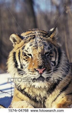 Close-up of a Siberian Tiger (Panthera tigris altaica) View Large Photo Image Stock Photo - Close-up of a Siberian Tiger (Panthera tigris altaica). Fotosearch