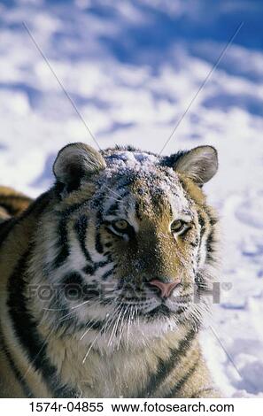 Close-up of a Siberian Tiger (Panthera tigris altaica) View Large Photo Image Stock Photography - Close-up of a Siberian Tiger (Panthera tigris altaica). Fotosearch