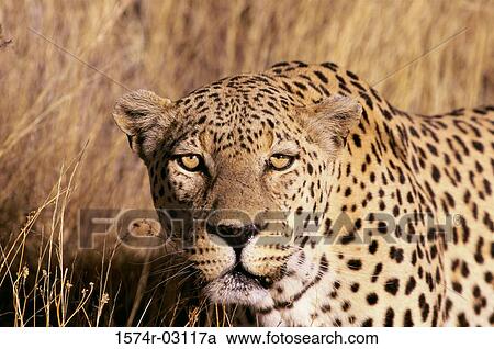 Close-up of an African Leopard (Panthera pardus) View Large Photo Image Stock Image - Close-up of an African Leopard (Panthera pardus). Fotosearch