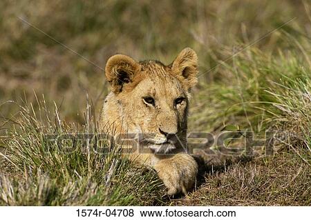 Close-up of an African lion in a field (Panthera leo) View Large Photo Image Stock Photo - Close-up of an African lion in a field (Panthera leo). Fotosearch