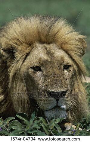 Close-up of an African lion (Panthera Leo) View Large Photo Image Picture - Close-up of an African lion (Panthera Leo). Fotosearch