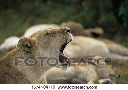 Close-up of an African lion yawning (Panthera leo) View Large Photo Image Stock Photo - Close-up of an African lion yawning (Panthera leo). Fotosearch