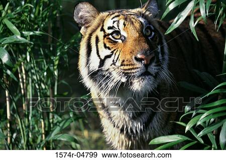 Stock Photo - Close-up of an Indochinese Tiger (Panthera tigris corbetti). Fotosearch