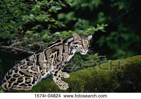 Clouded Leopard sitting on a tree trunk (Neofelis nebulosa) View Large Photo Image Picture - Clouded Leopard sitting on a tree trunk (Neofelis nebulosa). Fotosearch