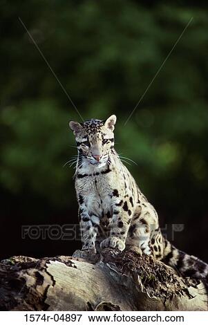 Clouded Leopard sitting on a tree trunk (Neofelis nebulosa) View Large Photo Image Stock Photo - Clouded Leopard sitting on a tree trunk (Neofelis nebulosa). Fotosearch