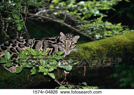 Clouded Leopard sitting on a tree trunk (Neofelis nebulosa) View Large Photo Image Stock Photograph - Clouded Leopard sitting on a tree trunk (Neofelis nebulosa). Fotosearch