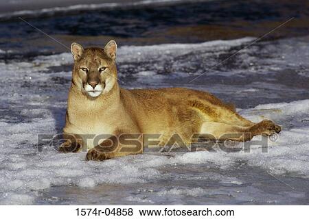 Cougar lying in the snow (Felis concolor) View Large Photo Image Stock Photo - Cougar lying in the snow (Felis concolor). Fotosearch