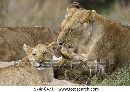Family of African lions in a field (Panthera leo) View Large Photo Image Stock Image - Family of African lions in a field (Panthera leo). Fotosearch