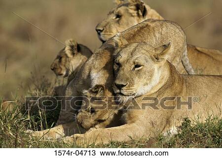 Family of African lions lying in a field (Panthera leo) View Large Photo Image Stock Image - Family of African lions lying in a field (Panthera leo). Fotosearch