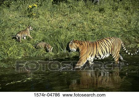 Family of Bengal Tigers in the forest (Panthera tigris) View Large Photo Image Stock Photograph - Family of Bengal Tigers in the forest (Panthera tigris). Fotosearch