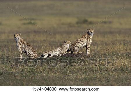 Family of cheetahs (Acinonyx jubatus) View Large Photo Image Stock Image - Family of cheetahs (Acinonyx jubatus). Fotosearch