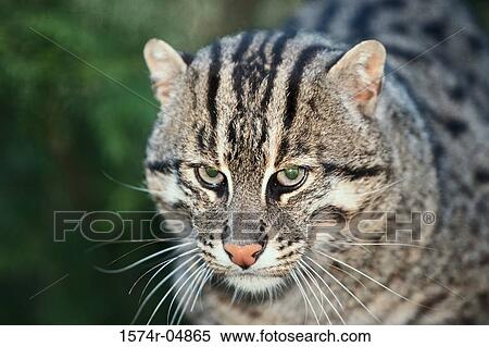 Stock Photography - Fishing Cat. Fotosearch